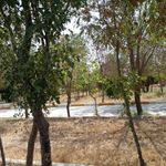 پارک کوهستان فاروج