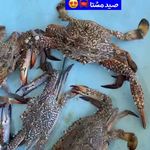 فروشگاه ماهی قشم