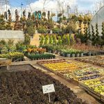 باغ گل رضوان