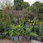 باغ گل رضوان