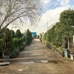 باغ گل رضوان