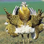 منطقه شکار ممنوع سه کانیان