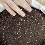 گلخانه ی ژینکو (ژین سویل)