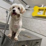 کلینیک تخصصی دامپزشکی پانیا