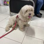 کلینیک تخصصی دامپزشکی پانیا