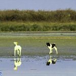 پناهگاه حیات وحش میانکاله