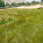 قبرستان پاپون سفلی