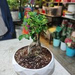 سوپر گل فردوس