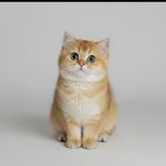پت شاپ قلعه حیوانات