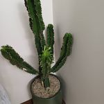 فروشگاه گل و گیاه شمعدونیا