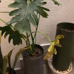 فروشگاه گل و گیاه شمعدونیا