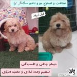 مرتضی شکری