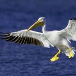 تالاب آبشینه