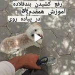 مرتضی شکری