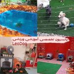 مرتضی شکری