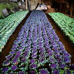 باغ گل و گیاه دهقانی