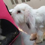 کلینیک دامپزشکی رکس