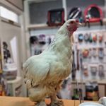 کلینیک دامپزشکی رکس