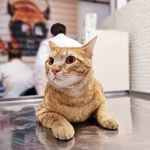 کلینیک دامپزشکی رکس