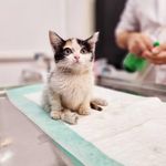 کلینیک دامپزشکی رکس