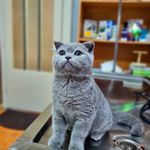 کلینیک دامپزشکی رکس