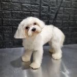 کلینیک دامپزشکی رکس