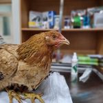 کلینیک دامپزشکی رکس