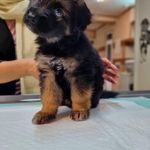 کلینیک دامپزشکی رکس