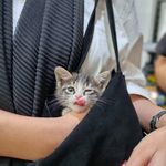 کلینیک دامپزشکی رکس