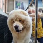 کلینیک دامپزشکی رکس