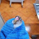 کلینیک دامپزشکی رکس