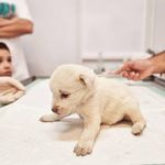 کلینیک دامپزشکی رکس