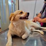 کلینیک دامپزشکی رکس