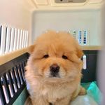 کلینیک دامپزشکی رکس