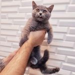 کلینیک دامپزشکی رکس