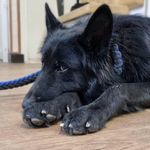 کلینیک دامپزشکی رکس