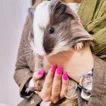 کلینیک دامپزشکی رکس