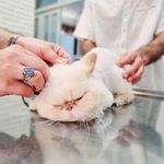 کلینیک دامپزشکی رکس