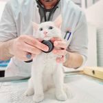 کلینیک دامپزشکی رکس