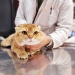 کلینیک دامپزشکی رکس