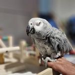 کلینیک دامپزشکی رکس