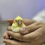 کلینیک دامپزشکی رکس