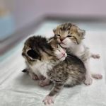 کلینیک دامپزشکی رکس