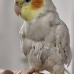 کلینیک دامپزشکی رکس