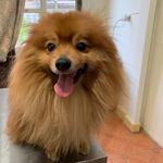 کلینیک دامپزشکی رکس