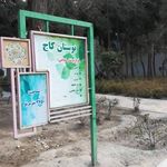 بوستان کاج
