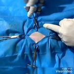 کلینیک دامپزشکی رکس