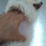 کلینیک دامپزشکی رکس