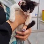 کلینیک دامپزشکی رکس