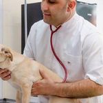 کلینیک دامپزشکی رکس